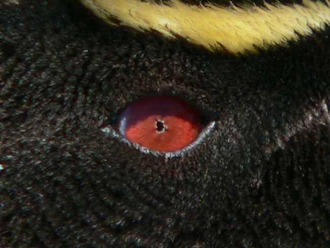 ../../Pictures/241209/082 Rockhopper.JPG